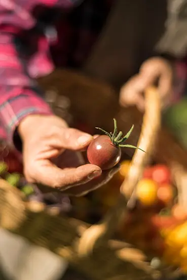 Cosecha de la huerta de Postales del Nunca Jamás