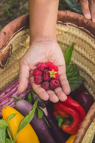 Cosecha de huerta de Postales del Nunca Jamás.