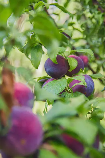 Fruto de huerta de Postales del Nunca Jamás.